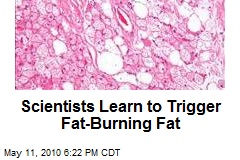 Scientists Learn to Trigger Fat-Burning Fat