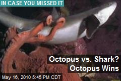 Octopus vs. Shark? Octopus Wins