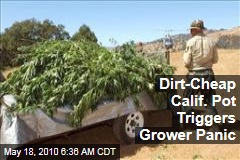 Dirt-Cheap Calif. Pot Triggers Grower Panic
