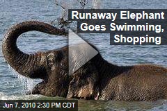 Runaway Elephant Goes Swimming, Shopping