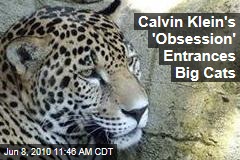 Calvin Klein's 'Obsession' Entrances Big Cats