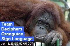 Team Deciphers Orangutan Sign Language