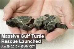 Massive Gulf Turtle Rescue Launched