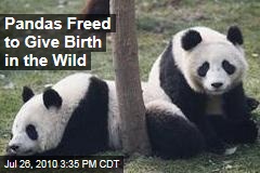 Pandas Freed to Give Birth in the Wild