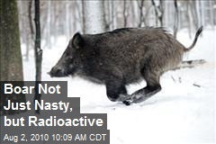 Boar Not Just Nasty, but Radioactive