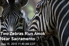 Two Zebras Run Through Streets Of Sacramento