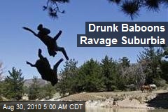 Drunk Baboons Ravage Suburbia