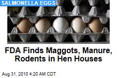 FDA Finds Maggots, Manure, Rodents in Hen Houses
